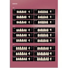 Kulzer DELARA 6/8 Acrylic Teeth Hard Copy Mould Chart - 1